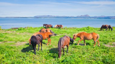 İzlanda at üzerinde bir çayır yakınındaki bir ünlü turistik yer - lake Myvatn Kuzey İzlanda'daki güzel manzara