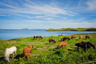 İzlanda at üzerinde bir çayır yakınındaki bir ünlü turistik yer - lake Myvatn Kuzey İzlanda'daki güzel manzara