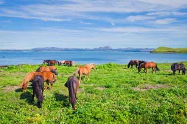 İzlanda at üzerinde bir çayır yakınındaki bir ünlü turistik yer - lake Myvatn Kuzey İzlanda'daki güzel manzara