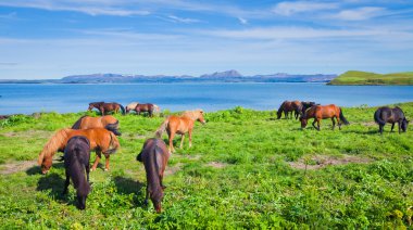 İzlanda at üzerinde bir çayır yakınındaki bir ünlü turistik yer - lake Myvatn Kuzey İzlanda'daki güzel manzara