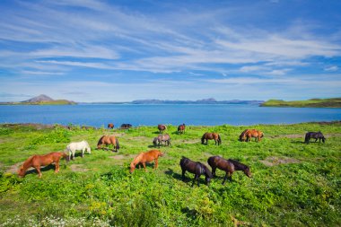 İzlanda at üzerinde bir çayır yakınındaki bir ünlü turistik yer - lake Myvatn Kuzey İzlanda'daki güzel manzara