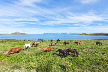 İzlanda at üzerinde bir çayır yakınındaki bir ünlü turistik yer - lake Myvatn Kuzey İzlanda'daki güzel manzara