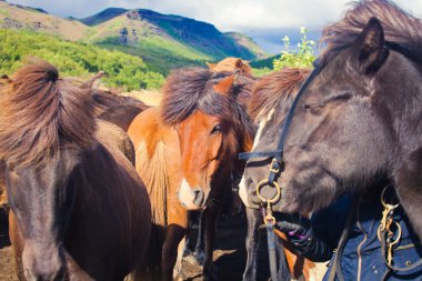 İzlanda at üzerinde bir çayır yakınındaki bir ünlü turistik yer - lake Myvatn Kuzey İzlanda'daki güzel manzara