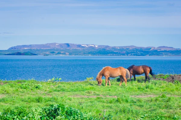 Icelandic Horses on a meadow near beautiful landscape of a famous tourist place - lake Myvatn in Iceland in the north — Stock Photo, Image