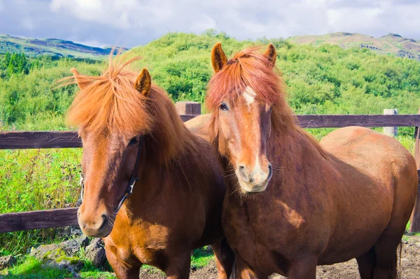 Cavalos islandeses em um prado perto da bela paisagem de um lugar turístico famoso - lago Myvatn na Islândia no norte — Fotografia de Stock