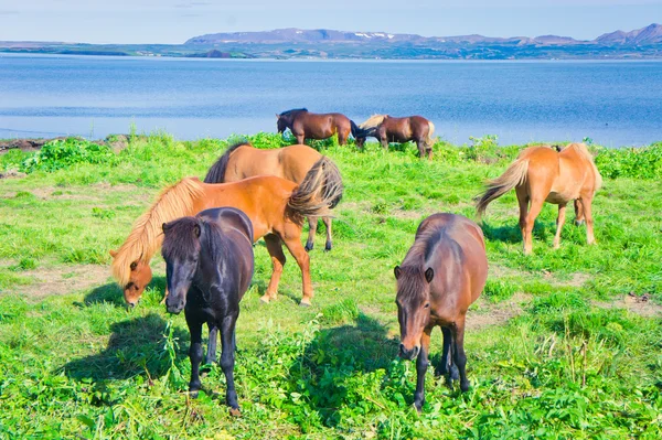 Icelandic Horses on a meadow near beautiful landscape of a famous tourist place - lake Myvatn in Iceland in the north — Stock Photo, Image