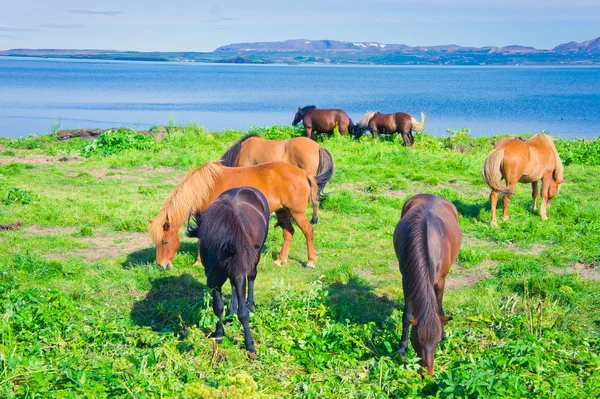 有名な観光地 - 北のアイスランドのミーバトン湖の美しい風景に近い草原にアイスランドの馬 — ストック写真