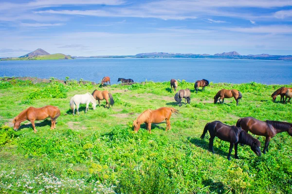 Islandske hester på en eng nær vakkert landskap i et berømt turiststed - Myvatn på Island i nord – stockfoto