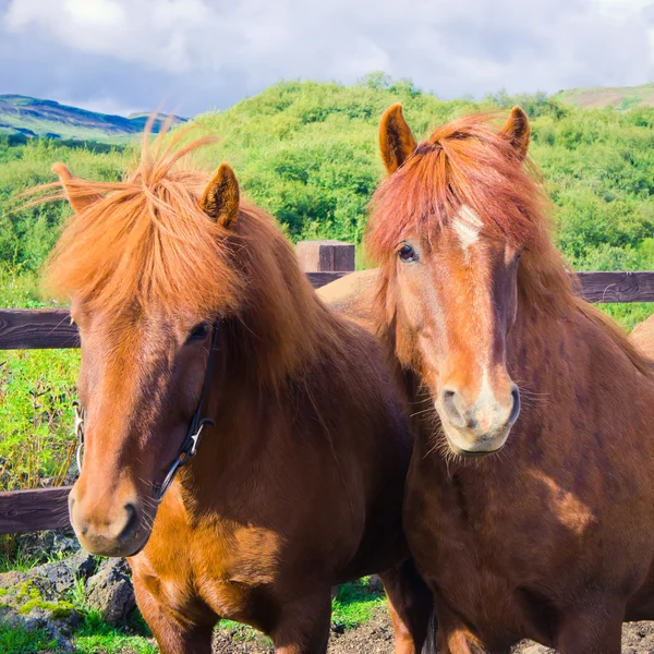 IJslandse paarden op een weide in de buurt van prachtige landschap van een beroemde toeristische plaats - het Myvatn-meer in IJsland in het noorden — Stockfoto