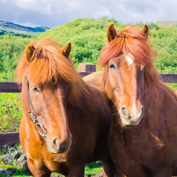 Cavalos islandeses em um prado perto da bela paisagem de um lugar turístico famoso - lago Myvatn na Islândia no norte — Fotografia de Stock