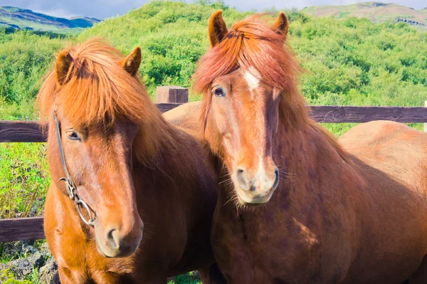 IJslandse paarden op een weide in de buurt van prachtige landschap van een beroemde toeristische plaats - het Myvatn-meer in IJsland in het noorden — Stockfoto