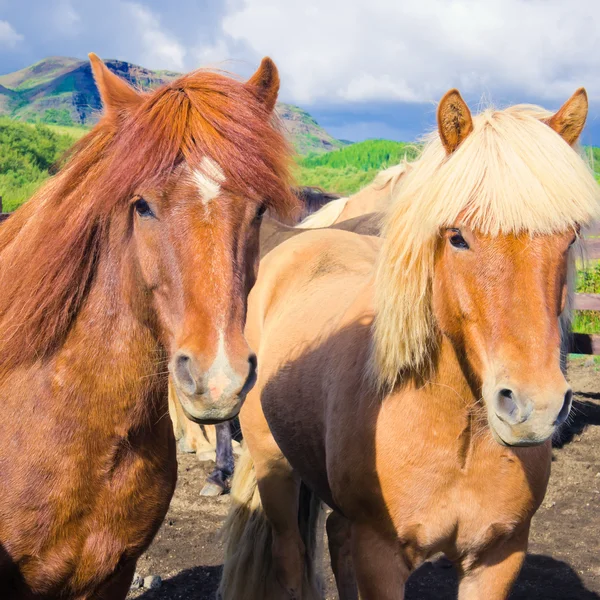 Icelandic Horses on a meadow near beautiful landscape of a famous tourist place - lake Myvatn in Iceland in the north — Stock Photo, Image