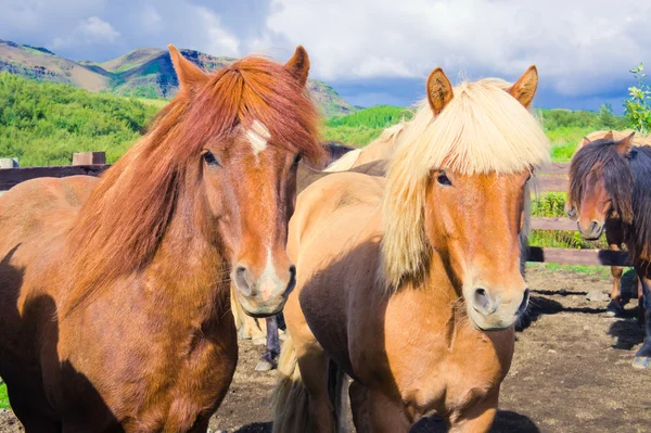 IJslandse paarden op een weide in de buurt van prachtige landschap van een beroemde toeristische plaats - het Myvatn-meer in IJsland in het noorden — Stockfoto