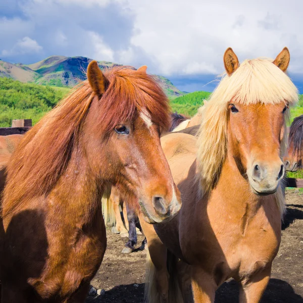 Cavalos islandeses em um prado perto da bela paisagem de um lugar turístico famoso - lago Myvatn na Islândia no norte — Fotografia de Stock