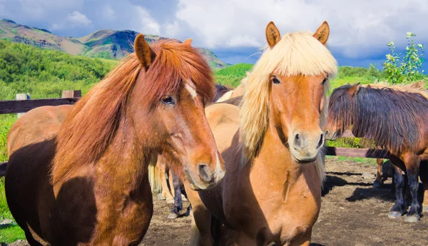 IJslandse paarden op een weide in de buurt van prachtige landschap van een beroemde toeristische plaats - het Myvatn-meer in IJsland in het noorden — Stockfoto