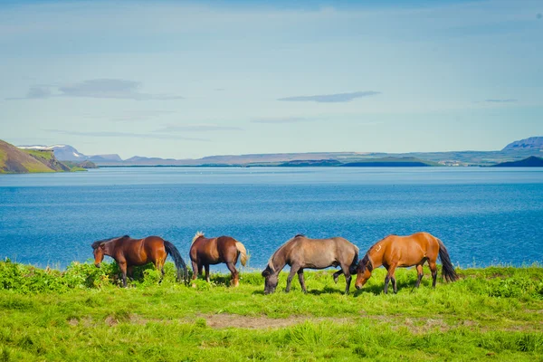 IJslandse paarden op een weide in de buurt van prachtige landschap van een beroemde toeristische plaats - het Myvatn-meer in IJsland in het noorden — Stockfoto