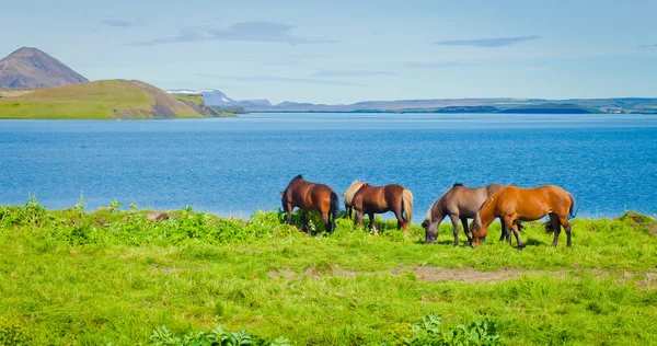 Icelandic Horses on a meadow near beautiful landscape of a famous tourist place - lake Myvatn in Iceland in the north — Stock Photo, Image