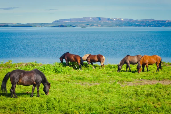 Islandske hester på en eng nær vakkert landskap i et berømt turiststed - Myvatn på Island i nord – stockfoto