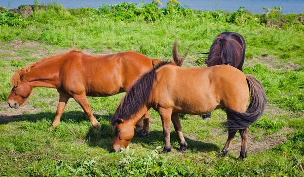 Icelandic Horses on a meadow near beautiful landscape of a famous tourist place - lake Myvatn in Iceland in the north — Stock Photo, Image