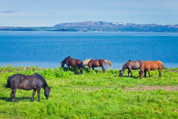 Icelandic Horses on a meadow near beautiful landscape of a famous tourist place - lake Myvatn in Iceland in the north — Stock Photo, Image