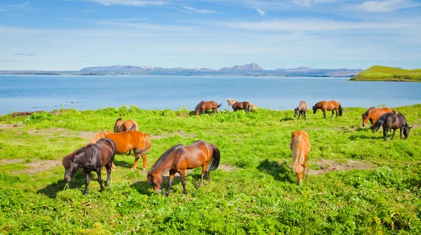 IJslandse paarden op een weide in de buurt van prachtige landschap van een beroemde toeristische plaats - het Myvatn-meer in IJsland in het noorden — Stockfoto