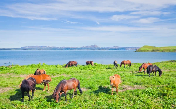 有名な観光地 - 北のアイスランドのミーバトン湖の美しい風景に近い草原にアイスランドの馬 — ストック写真