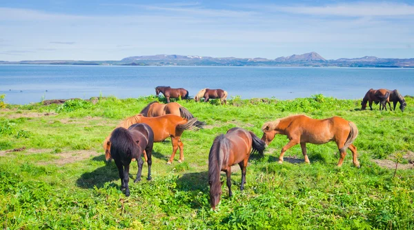 冰岛马在美丽风景的一个著名的旅游的地方-冰岛北部湖附近的草地上 — 图库照片
