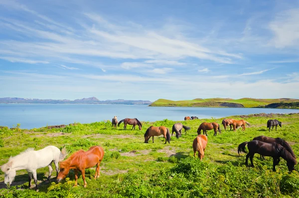 IJslandse paarden op een weide in de buurt van prachtige landschap van een beroemde toeristische plaats - het Myvatn-meer in IJsland in het noorden — Stockfoto