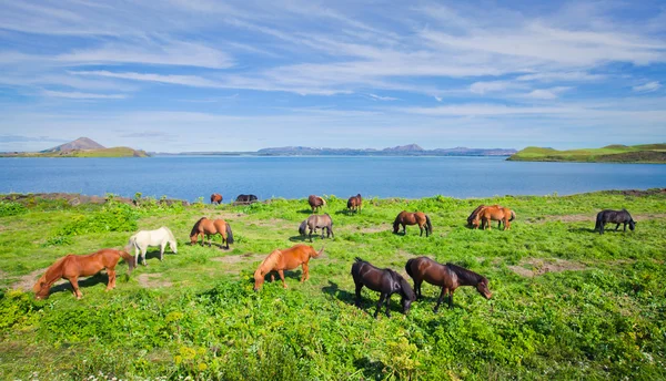 IJslandse paarden op een weide in de buurt van prachtige landschap van een beroemde toeristische plaats - het Myvatn-meer in IJsland in het noorden — Stockfoto