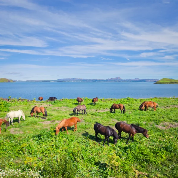 Icelandic Horses on a meadow near beautiful landscape of a famous tourist place - lake Myvatn in Iceland in the north — Stock Photo, Image