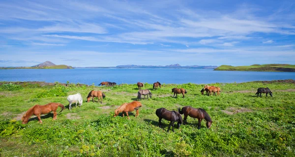 Icelandic Horses on a meadow near beautiful landscape of a famous tourist place - lake Myvatn in Iceland in the north — Stock Photo, Image