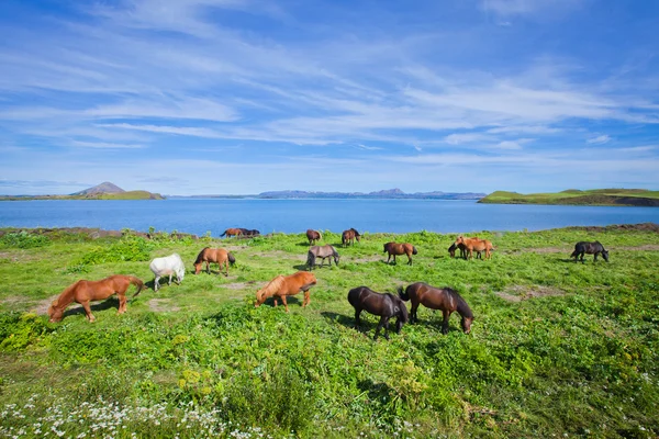 IJslandse paarden op een weide in de buurt van prachtige landschap van een beroemde toeristische plaats - het Myvatn-meer in IJsland in het noorden — Stockfoto