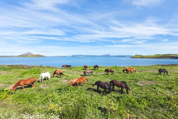 İzlanda at üzerinde bir çayır yakınındaki bir ünlü turistik yer - lake Myvatn Kuzey İzlanda'daki güzel manzara