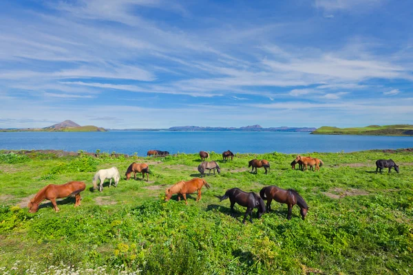 İzlanda at üzerinde bir çayır yakınındaki bir ünlü turistik yer - lake Myvatn Kuzey İzlanda'daki güzel manzara