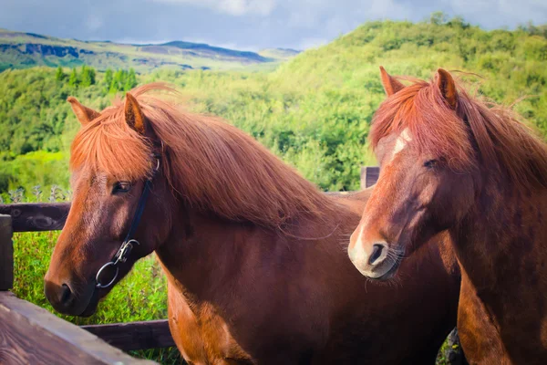 Cavalos islandeses em um prado perto da bela paisagem de um lugar turístico famoso - lago Myvatn na Islândia no norte — Fotografia de Stock