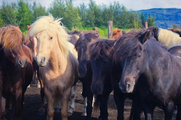 Icelandic Horses on a meadow near beautiful landscape of a famous tourist place - lake Myvatn in Iceland in the north — Stock Photo, Image