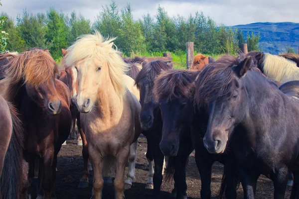 Islandske hester på en eng nær vakkert landskap i et berømt turiststed - Myvatn på Island i nord – stockfoto