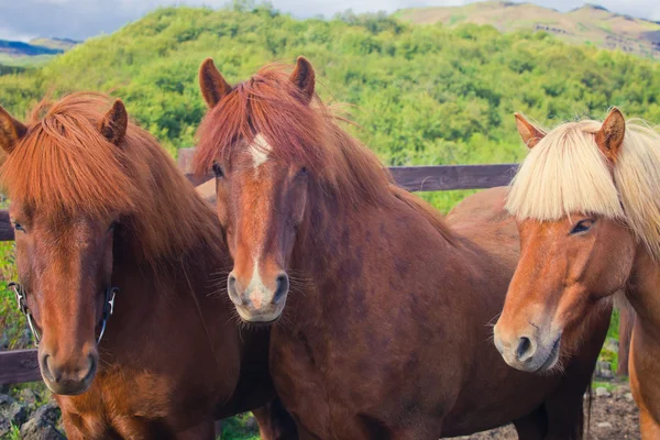 Icelandic Horses on a meadow near beautiful landscape of a famous tourist place - lake Myvatn in Iceland in the north — Stock Photo, Image