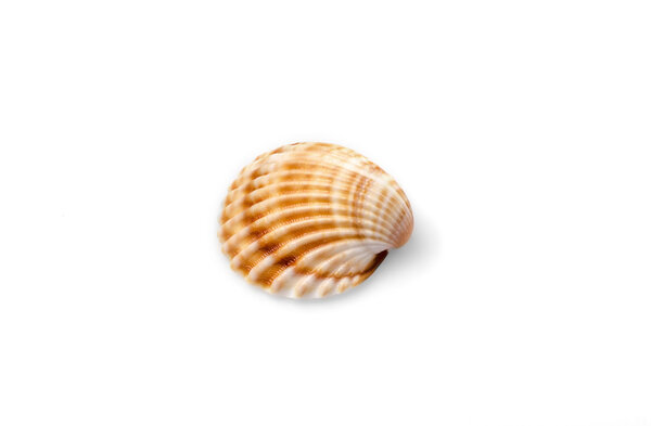 морская раковина на белом фоне