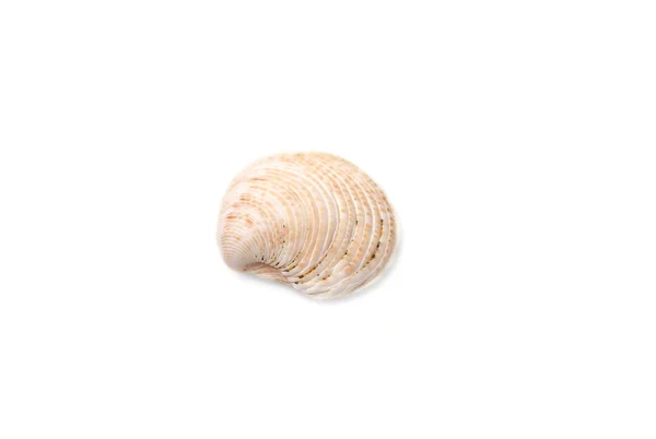 Coquille de mer sur fond blanc — Photo