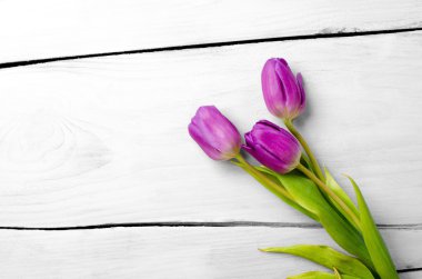 Üç mor laleler arka plan bahar