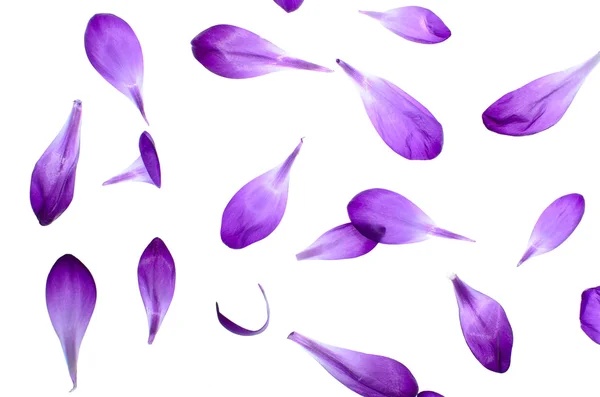 Pétalos púrpura aislados sobre fondo blanco — Foto de Stock