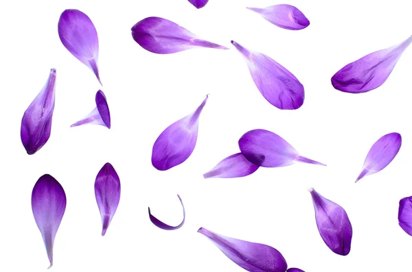 Petali viola isolati su sfondo bianco Immagine Stock