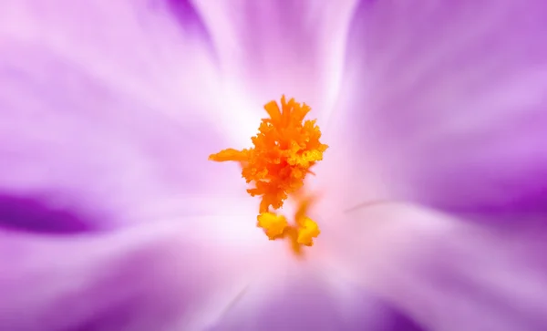 Violette Blüte mit Stempel in der Mitte — Stockfoto