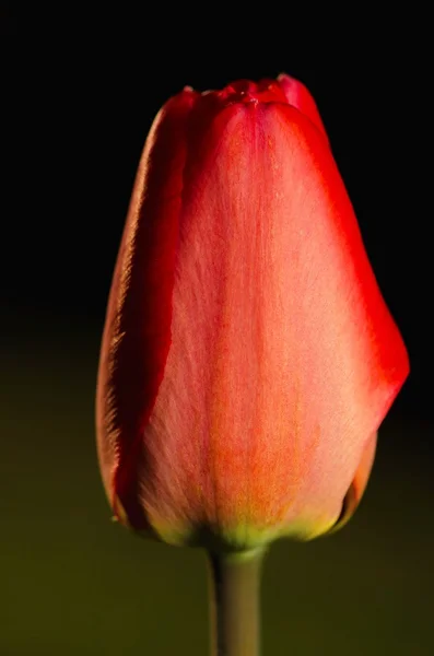 Tulipe rouge — Photo