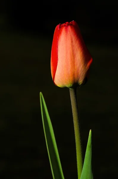 Rode tulip — Stockfoto