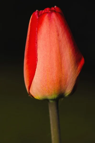 Tulipa vermelha — Fotografia de Stock