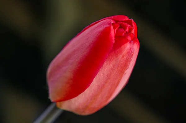 Tulipán rojo — Foto de Stock