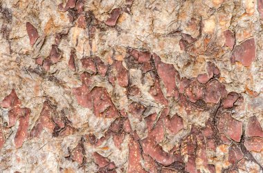 Cracky ahşap yüzey.