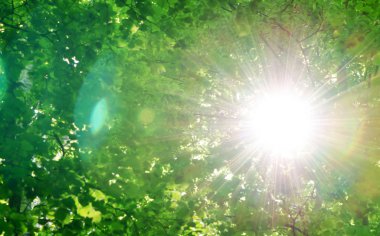 Ağaçları arasında güneş